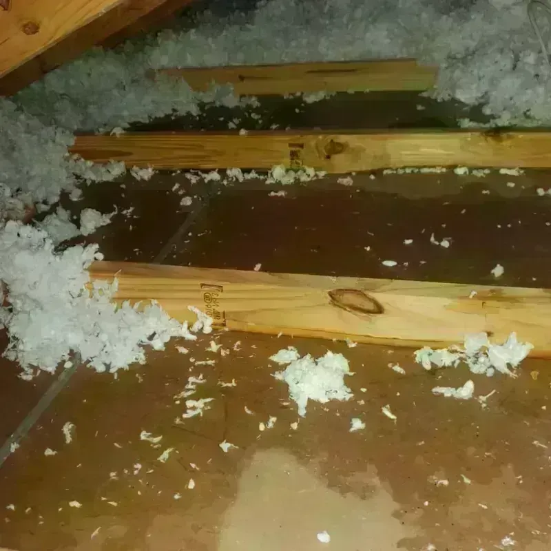 Attic Water Damage in Ida Grove, IA